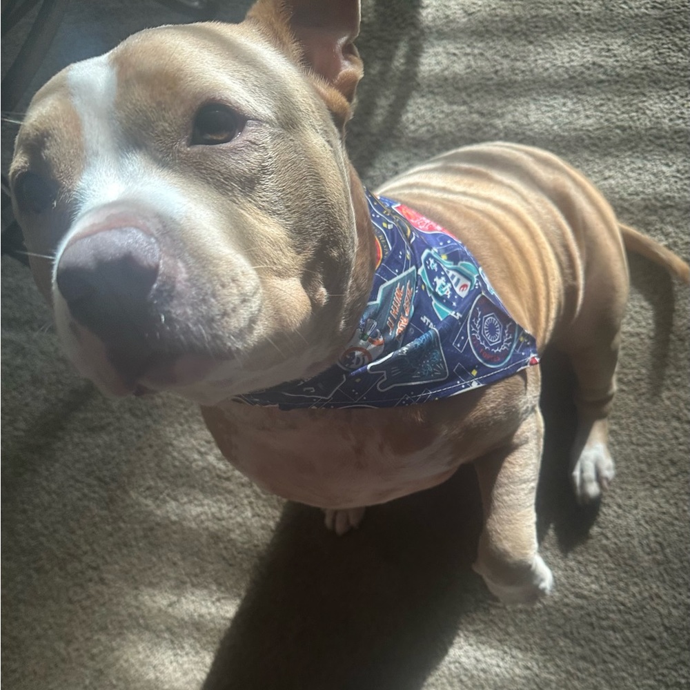 Pet Bandana Bundle Featuring Star Wars!